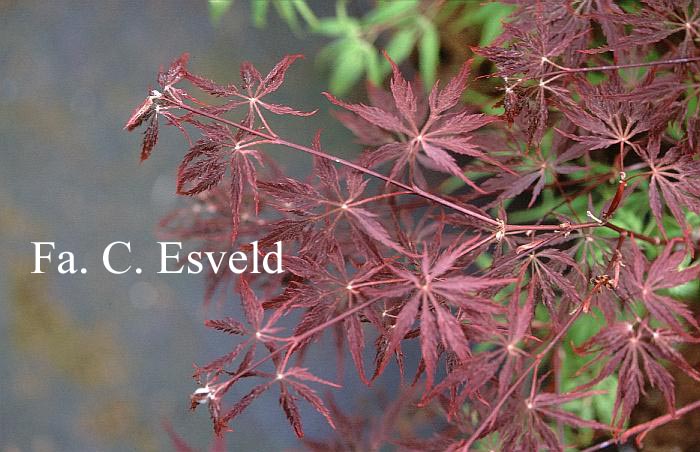 Acer palmatum 'Beni tsukasa shidare' (17295)