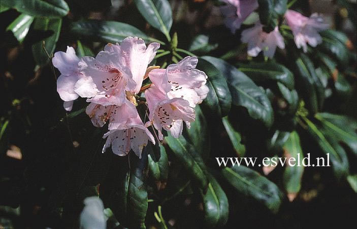 Rhododendron davidii