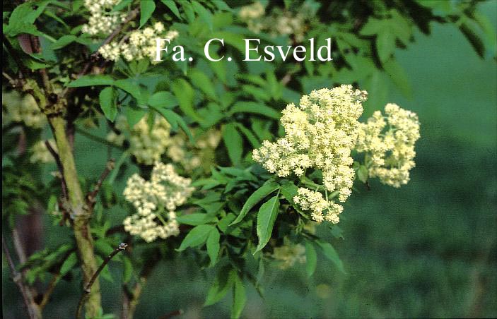 Sambucus sachalinensis (17478)