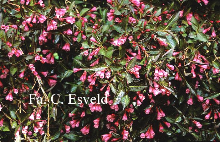Weigela florida 'Ruby Queen'
