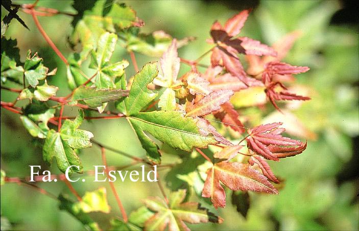 Acer palmatum 'De shohjoh nishiki'