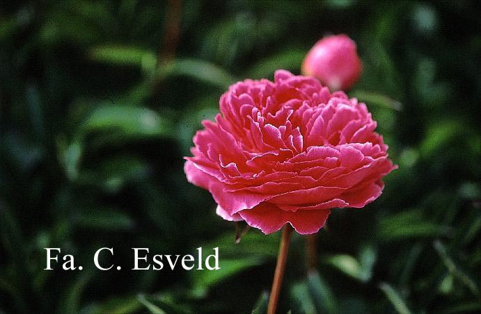 Paeonia 'Auguste Dessert'