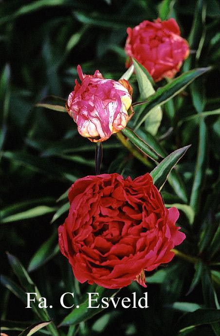 Paeonia 'Apasionate' (17780)