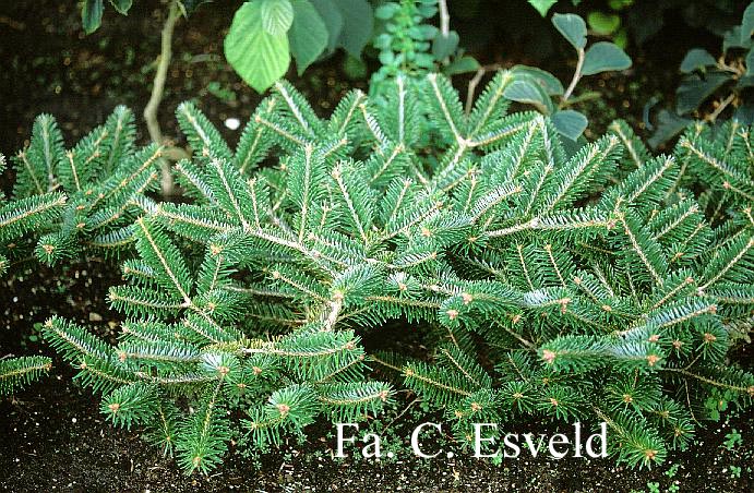 Abies arnoldiana 'Cyrille' (17816)
