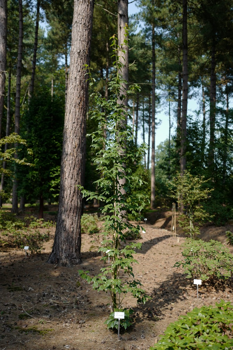 Acer calcaratum