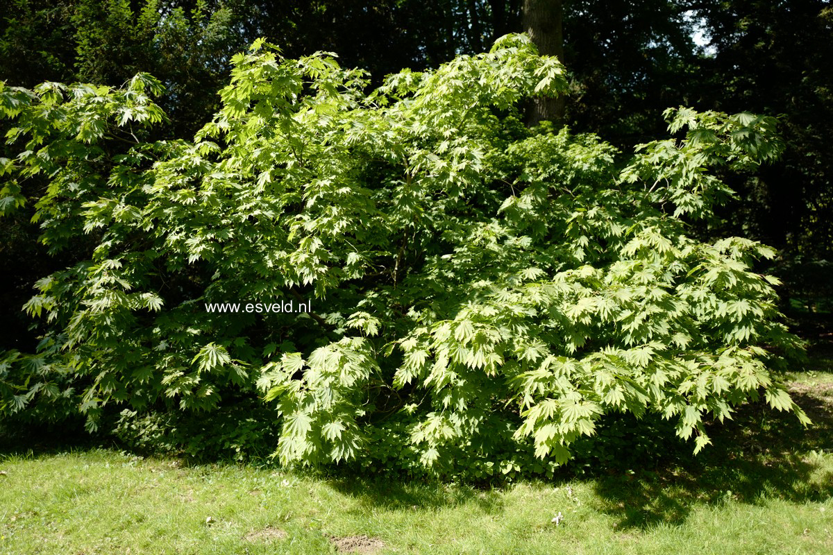 Acer japonicum 'Attaryi'