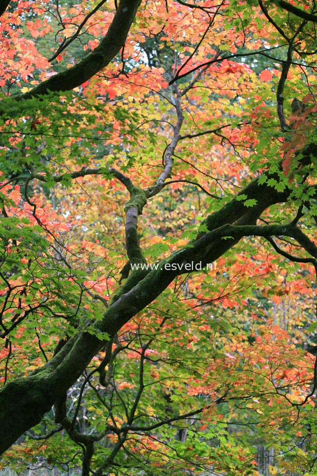 Acer japonicum