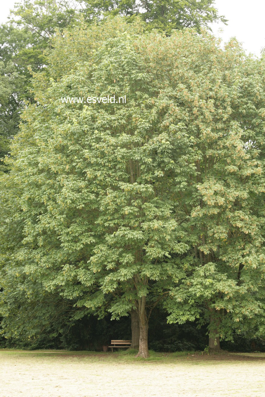 Acer macrophyllum