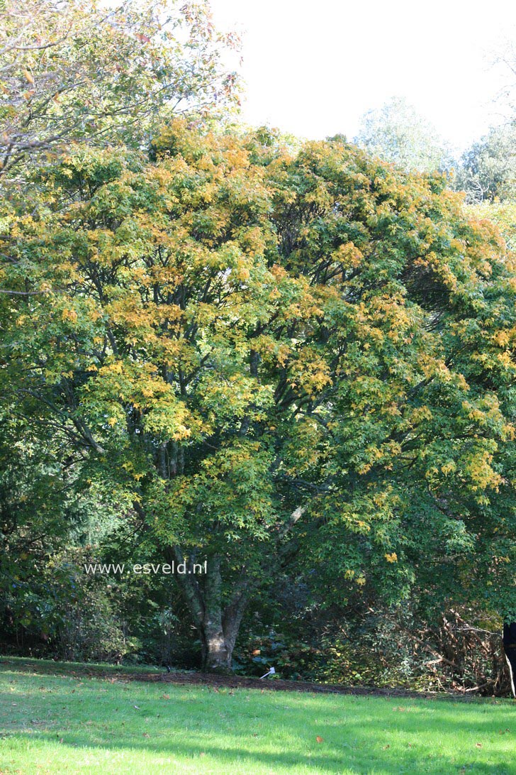 Acer oliverianum ssp. formosanum