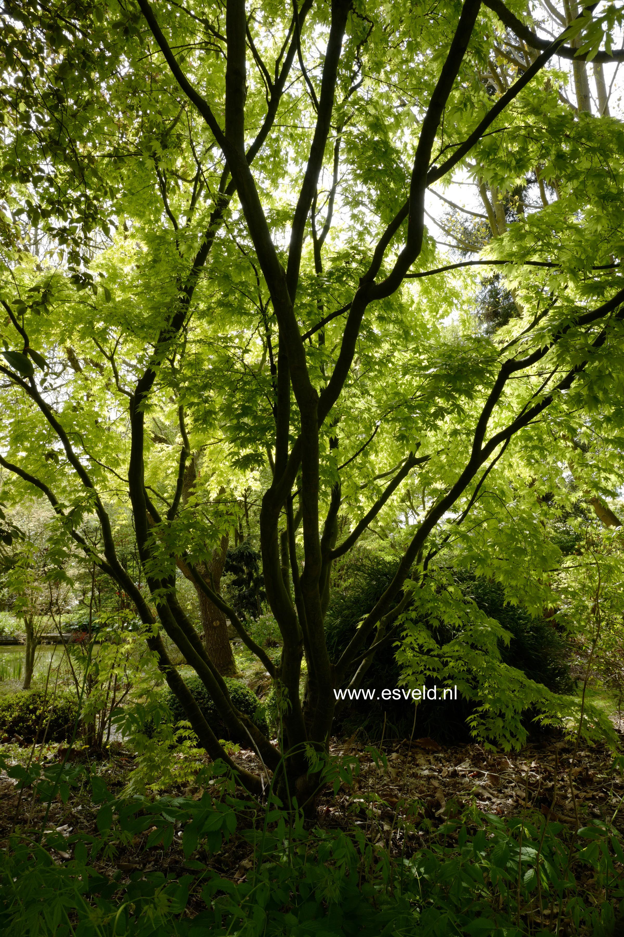 Acer palmatum 'Aureum'