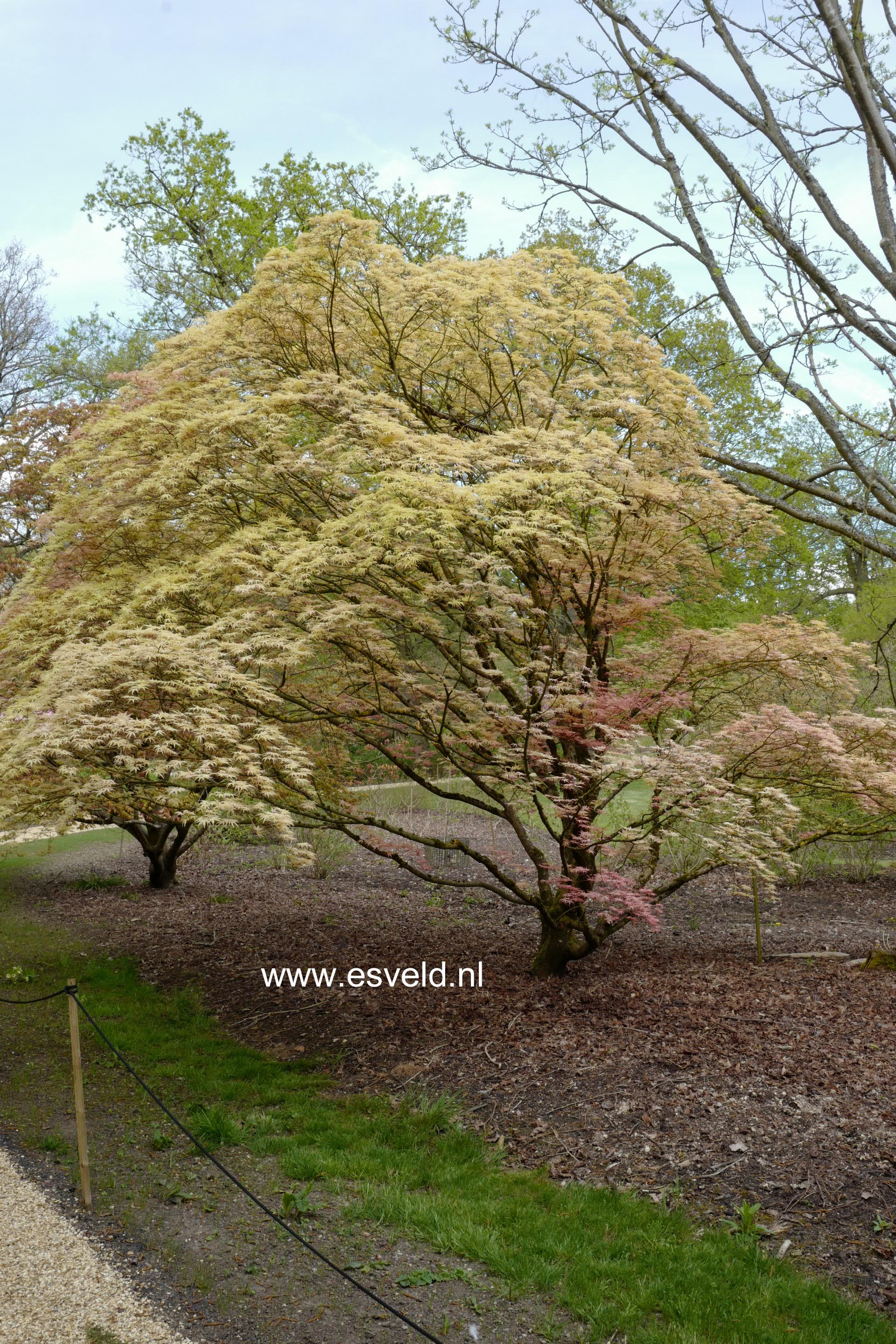 Acer palmatum 'Beni-tsukasa'