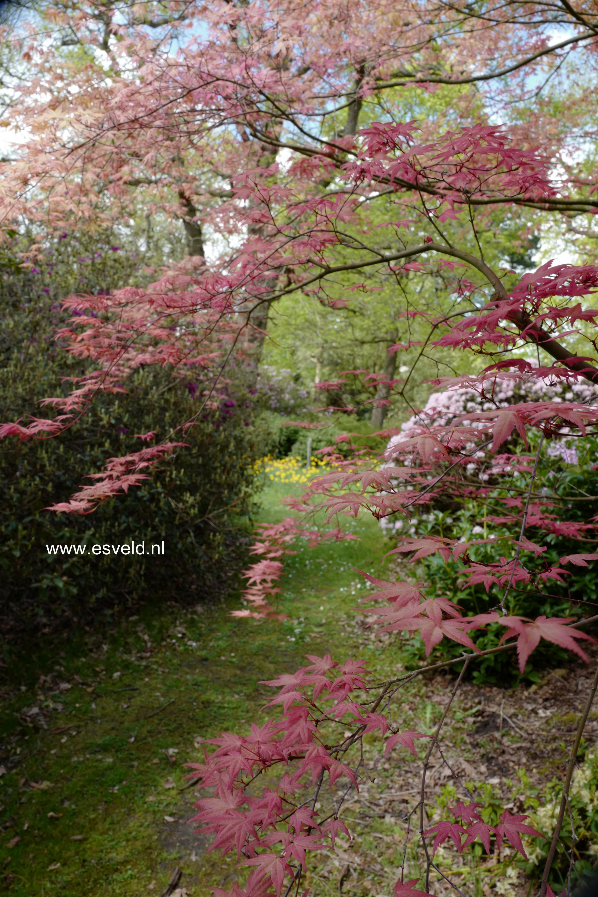 Acer palmatum 'Chishio Improved'