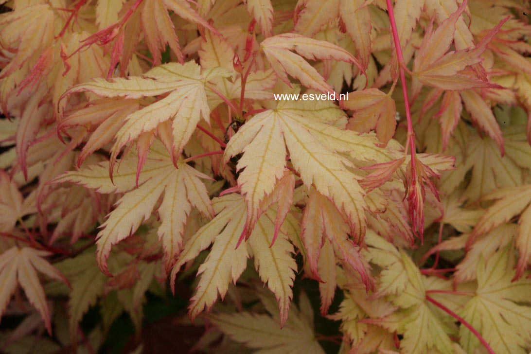 Acer palmatum 'Coral Pink'