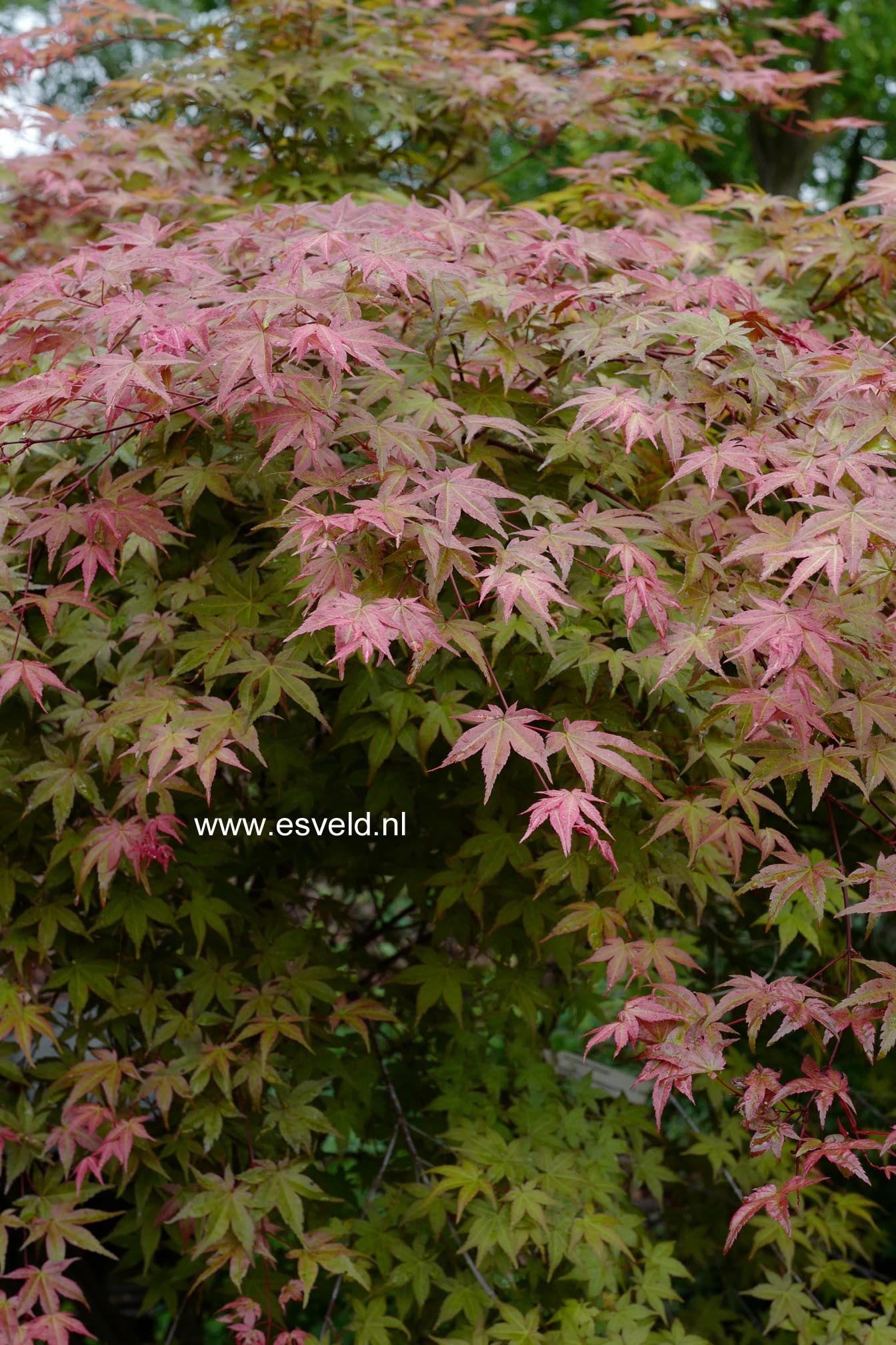 Acer palmatum 'De-shohjoh'
