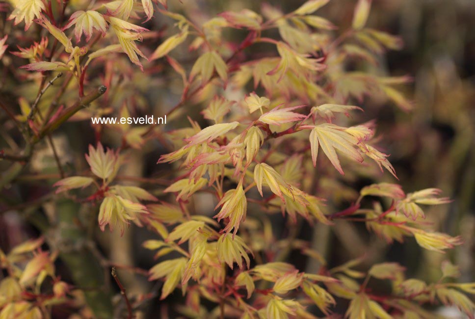 Acer palmatum 'Kawahara Rose'