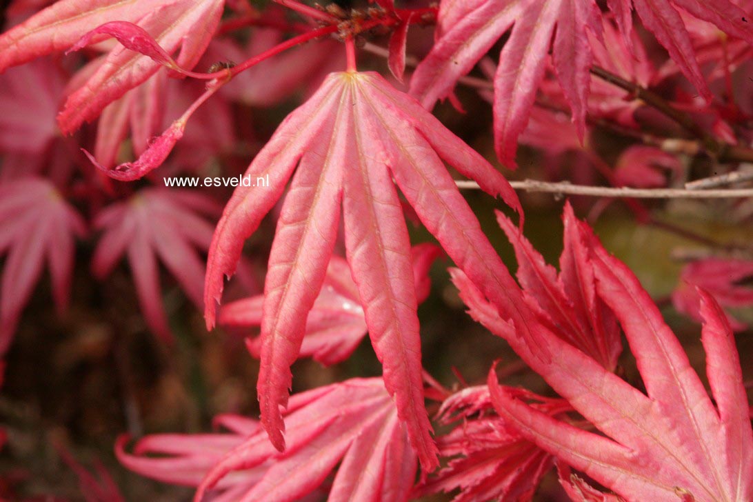 Acer palmatum 'Naniwa-beni'