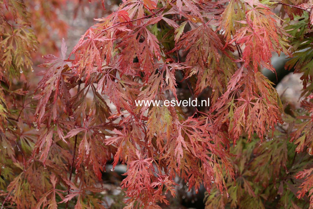 Acer palmatum 'Orangeola'