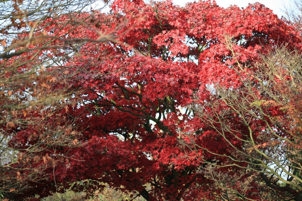 Acer palmatum 'Osakazuki'