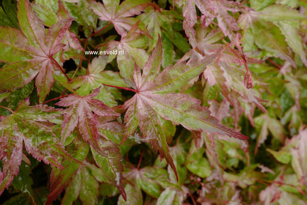 Acer palmatum 'Ruben'