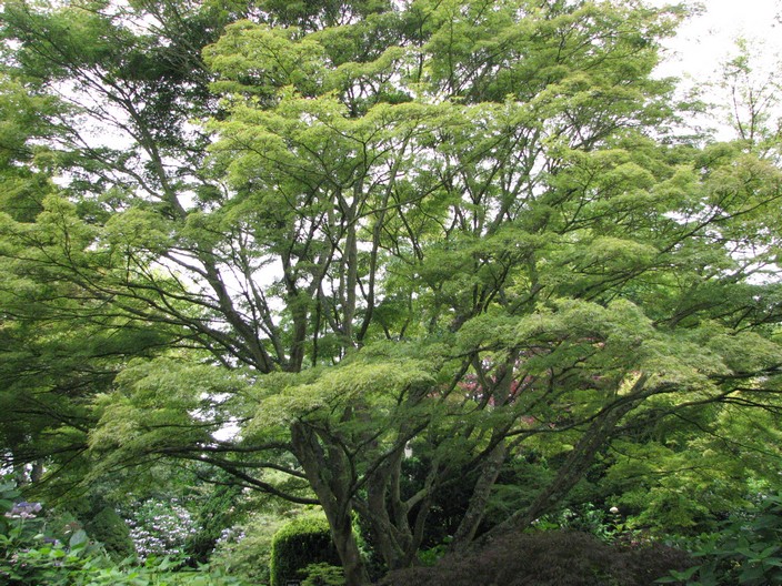 Acer palmatum 'Seiryu'