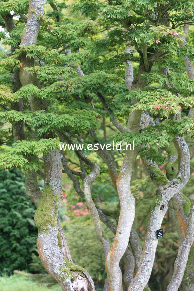 Acer palmatum 'Shishi-gashira'
