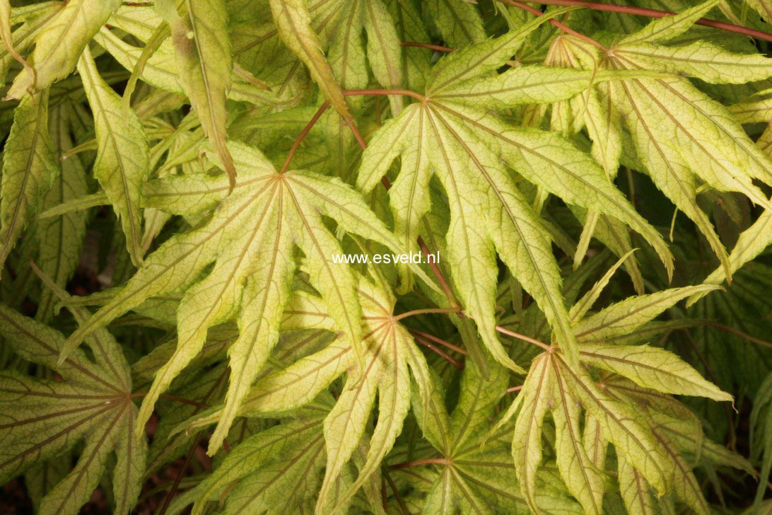 Acer palmatum 'Will's Devine'