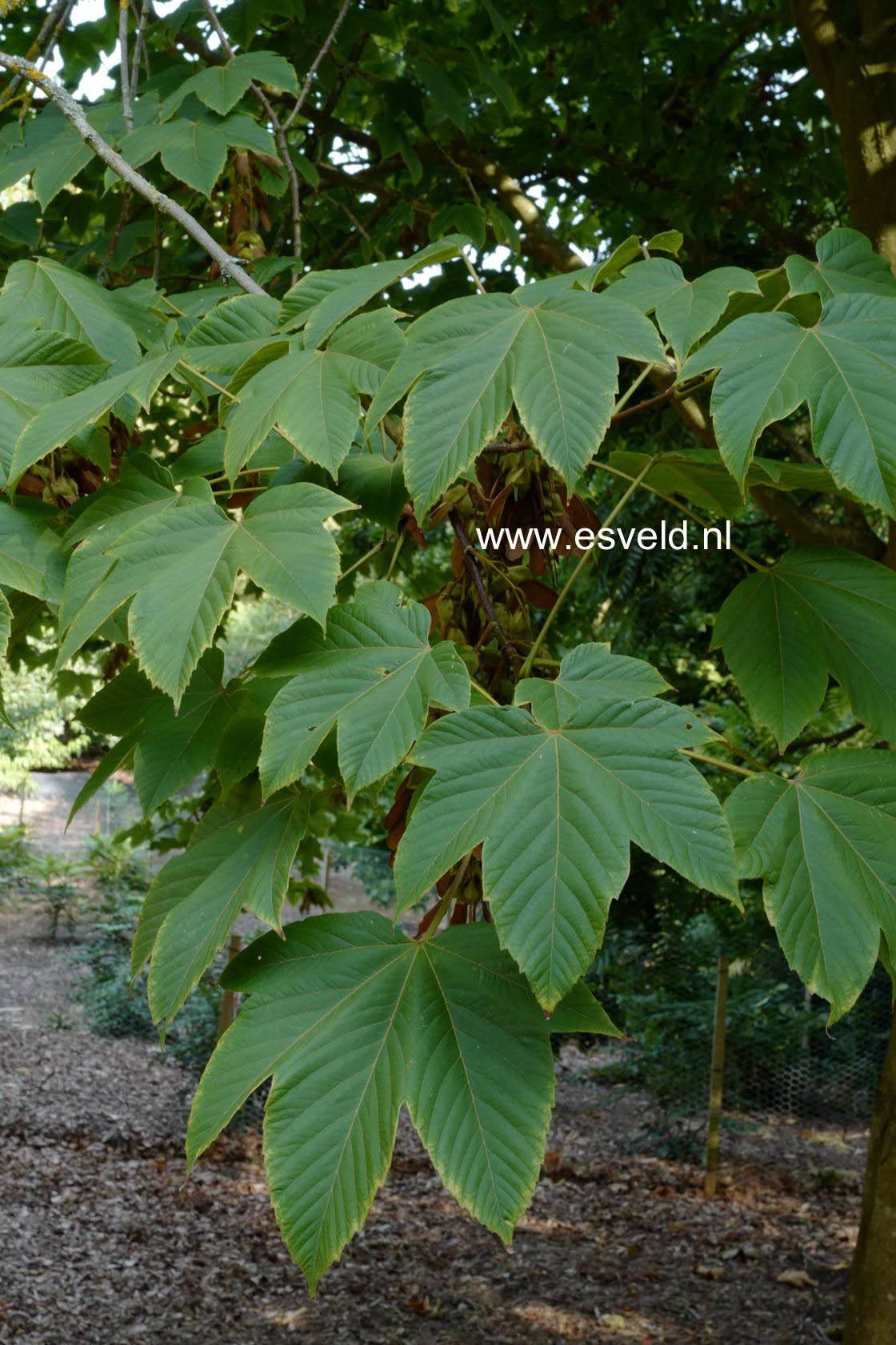 Acer sterculiaceum