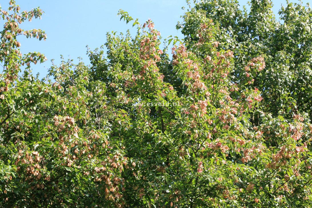 Acer tataricum