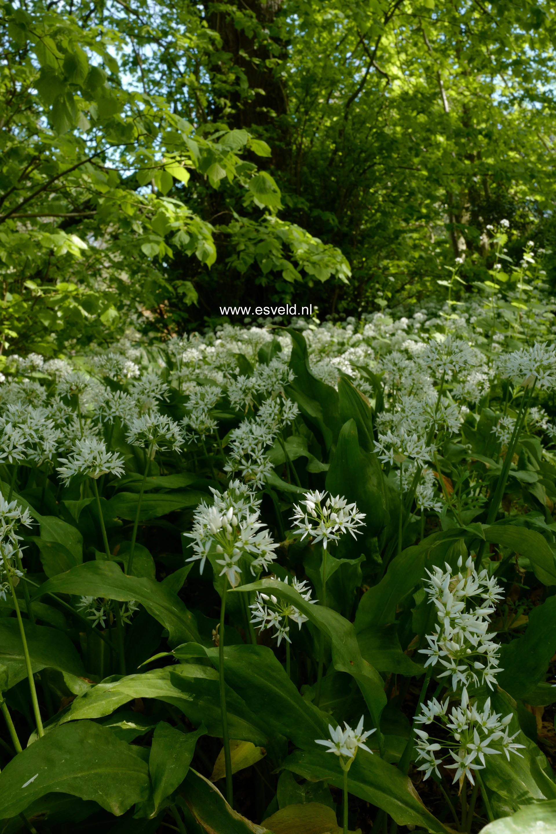 Allium ursinum