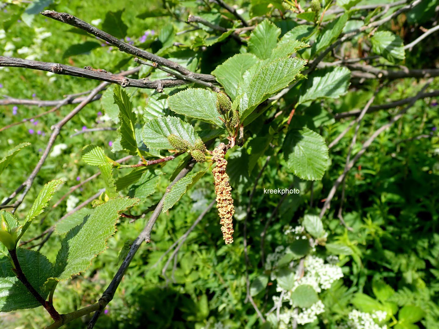 Alnus viridis