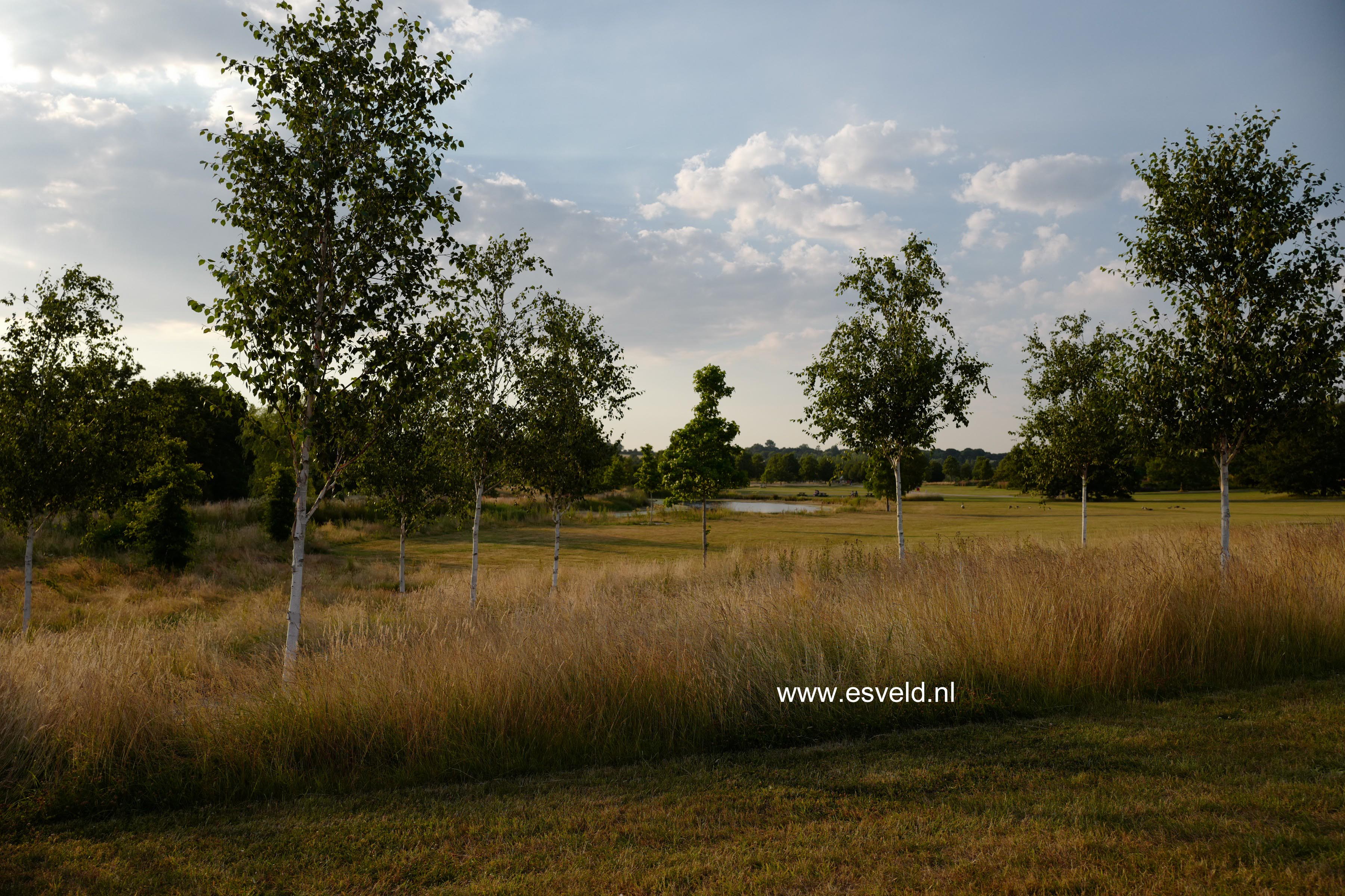 Betula utilis 'Doorenbos'