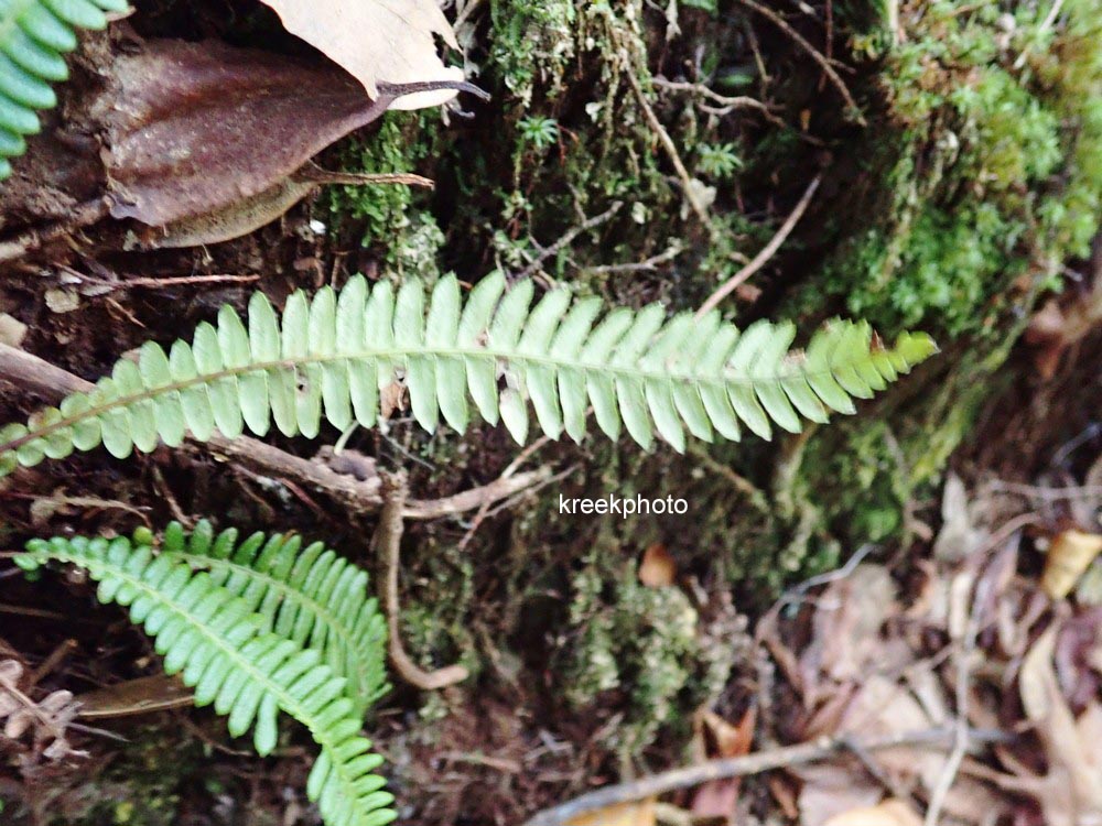 Blechnum spicant