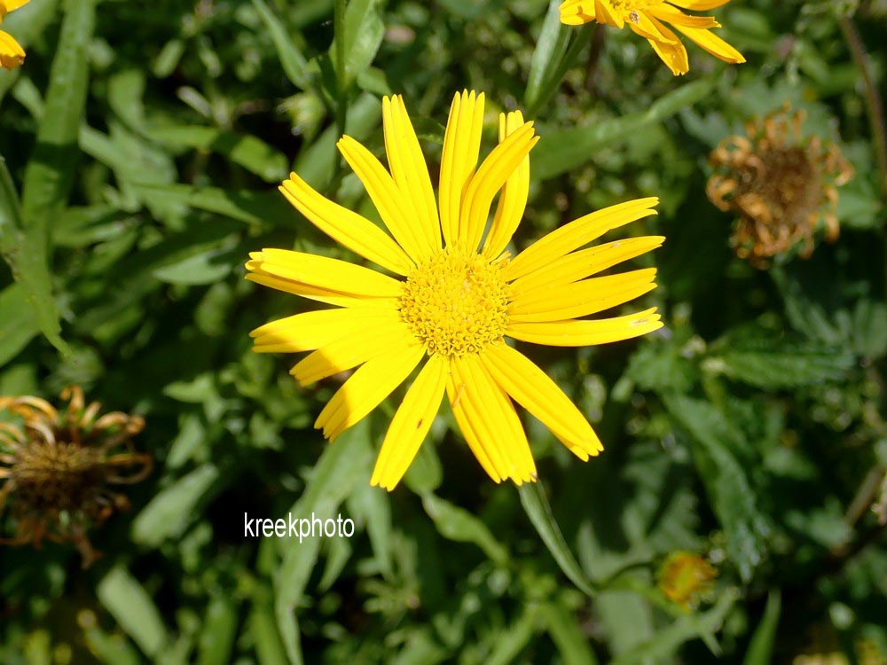 Buphthalmum salicifolium