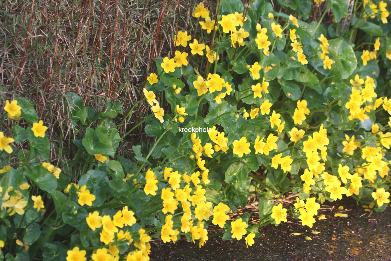 Caltha palustris