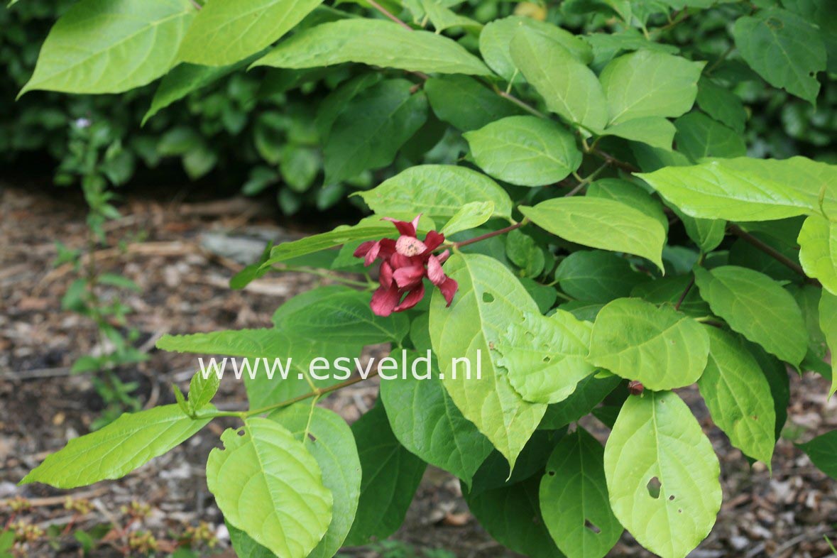 Calycanthus raulstonii 'Hartlage Wine'