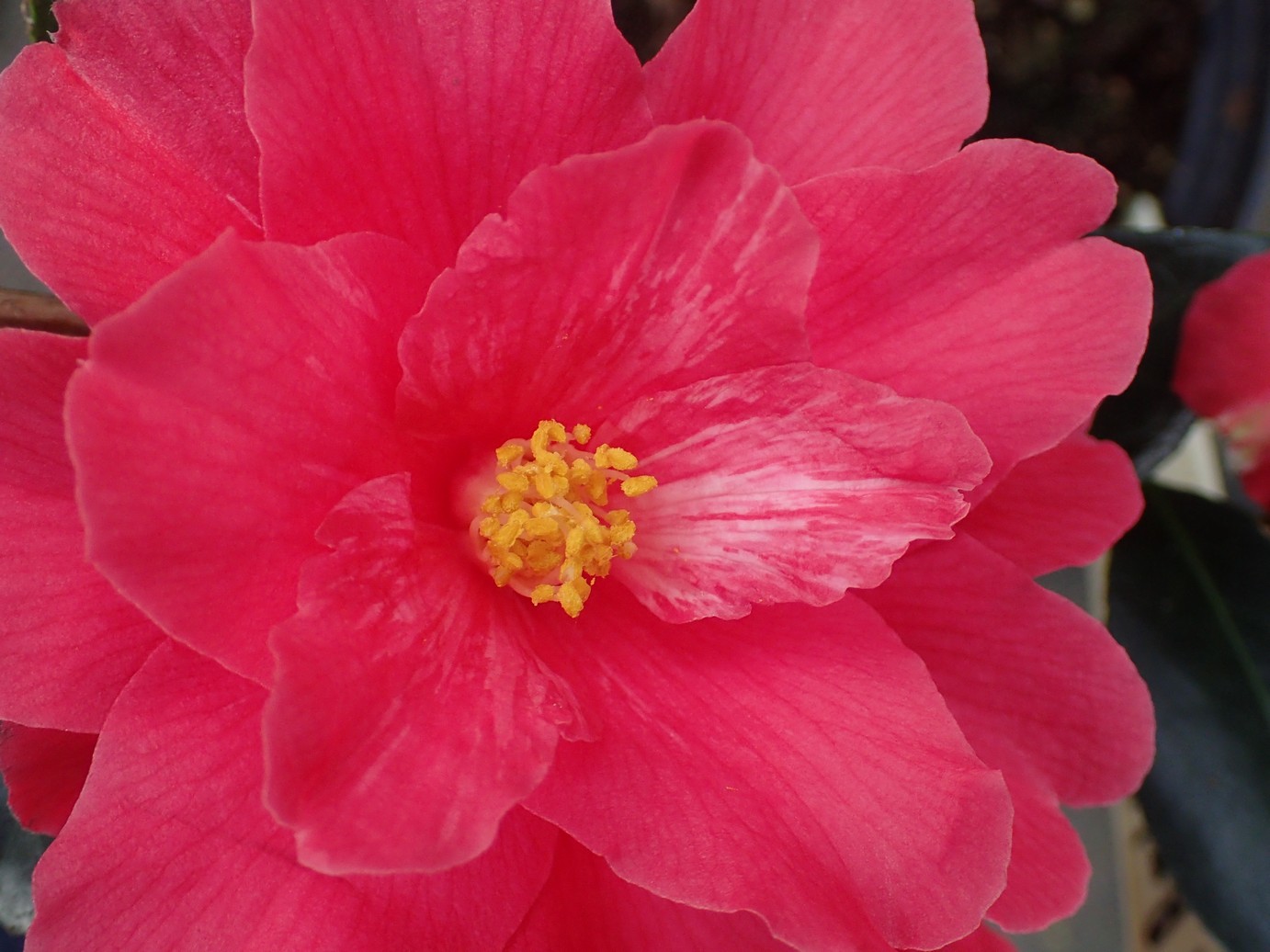 Camellia 'Freedom Bell'