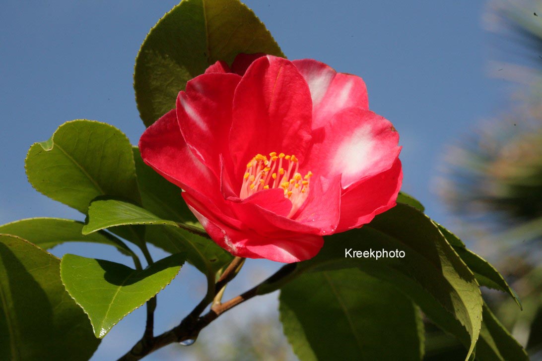 Camellia japonica