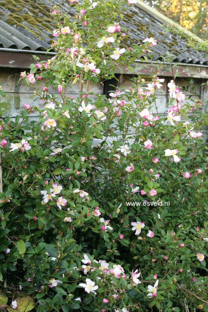 Camellia sasanqua 'Rainbow'