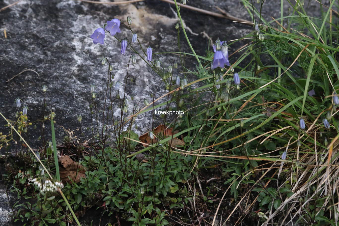 Campanula cochleariifolia