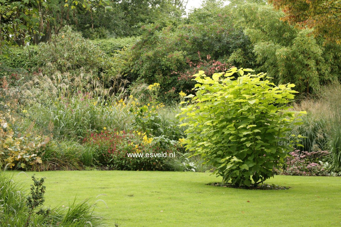 Catalpa bignonioides 'Aurea'