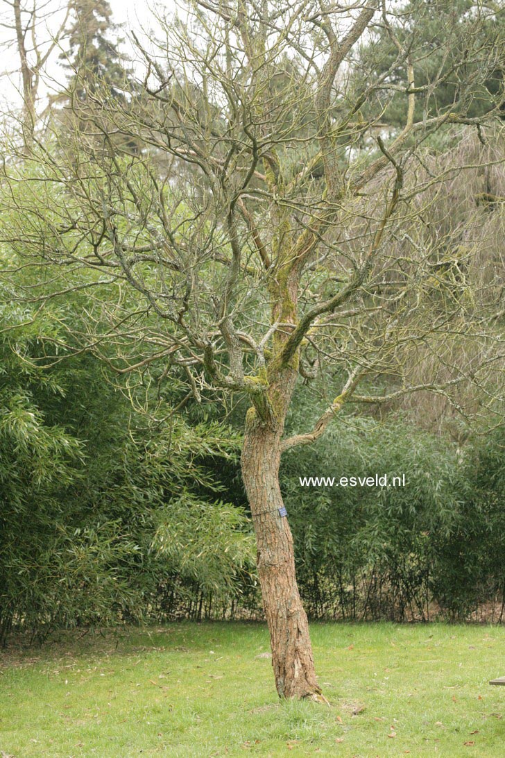 Catalpa bignonioides