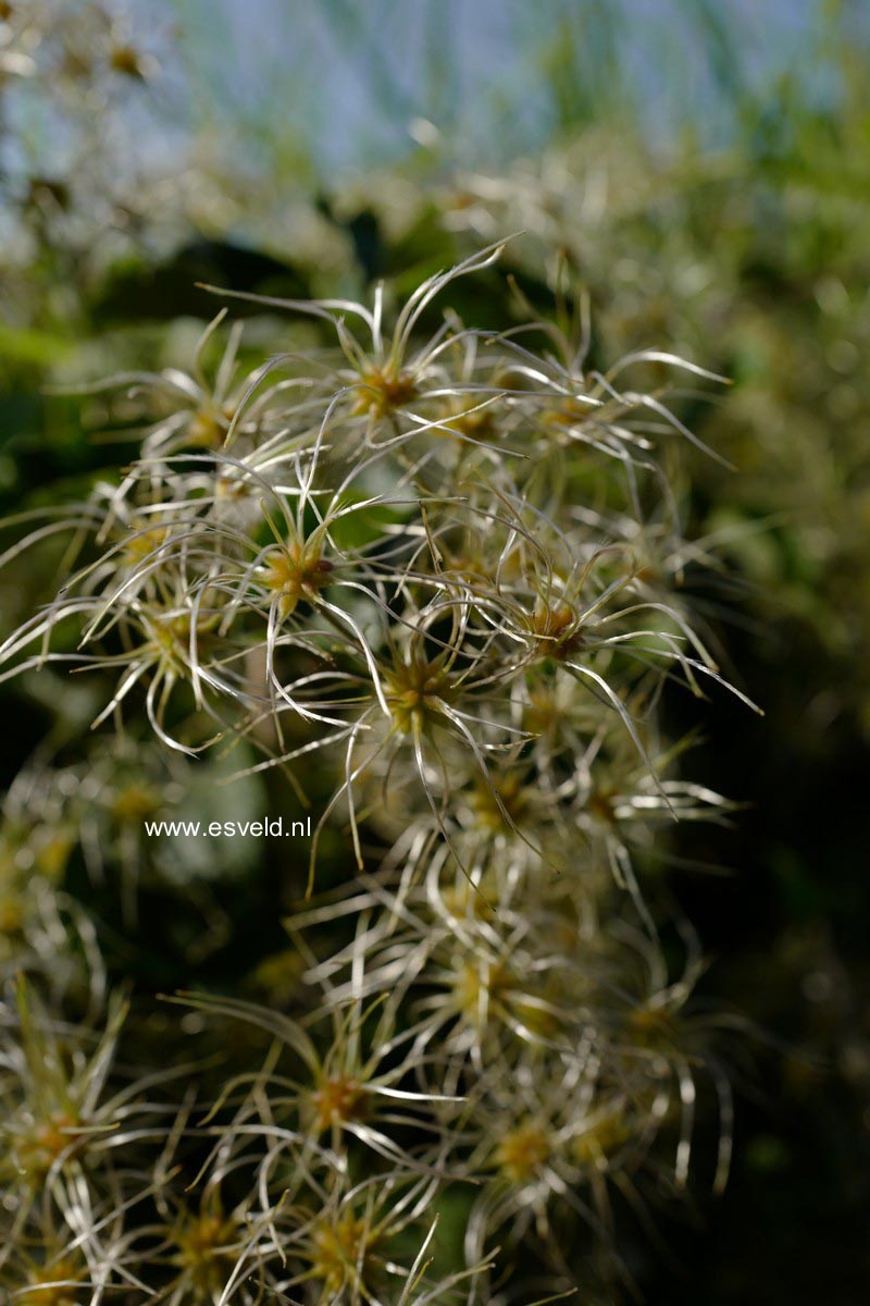 Clematis vitalba
