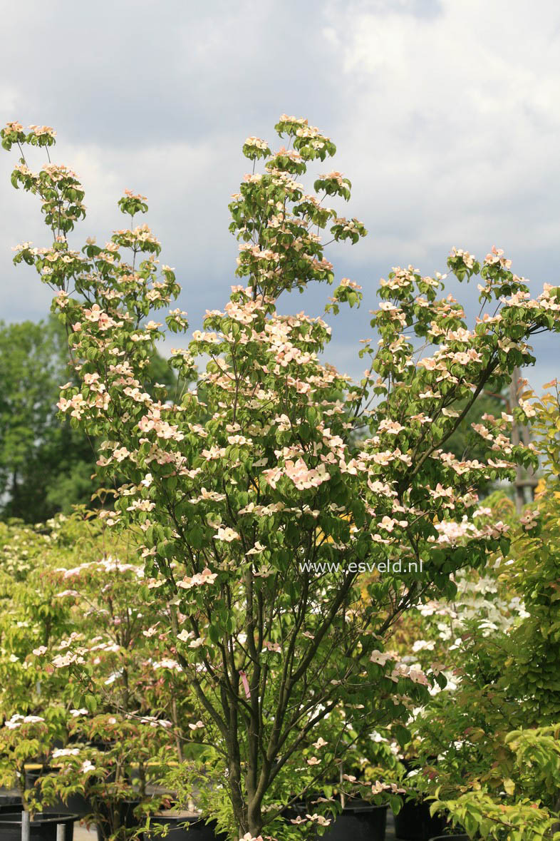 Cornus kousa 'Satomi'
