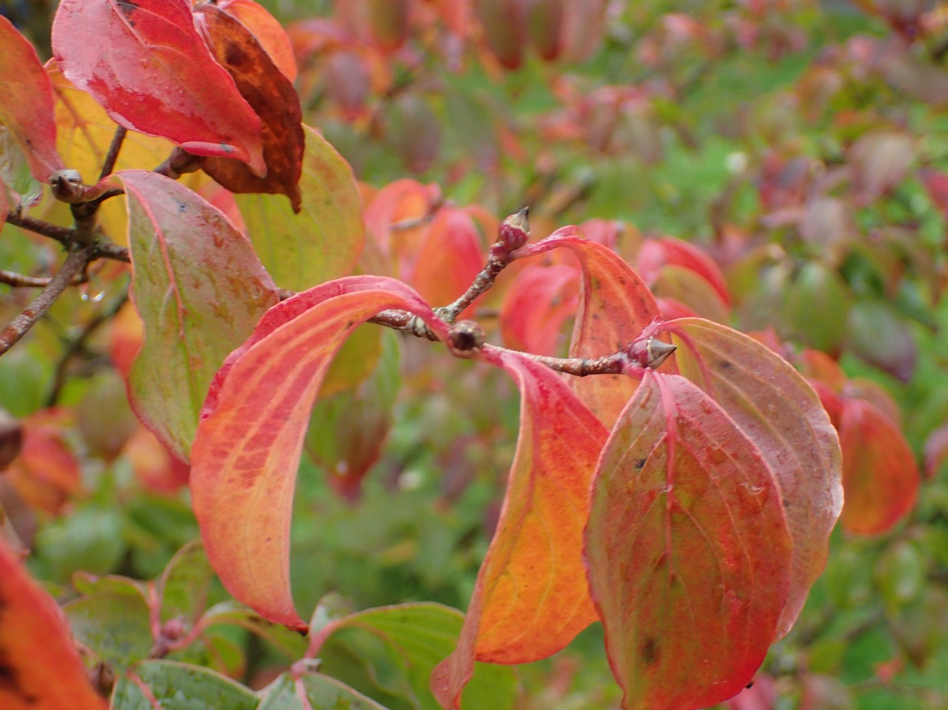 Cornus kousa 'Wieting's Select'