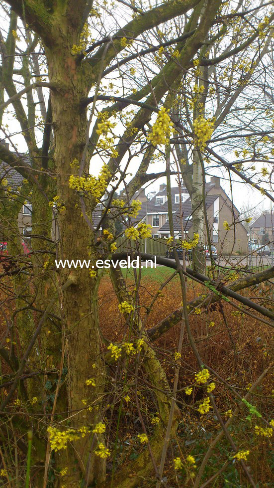 Cornus mas