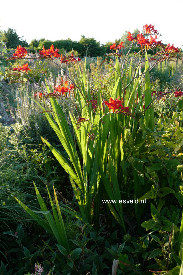 Crocosmia 'Lucifer'