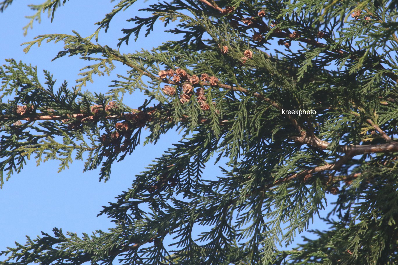 Cupressus macrocarpa