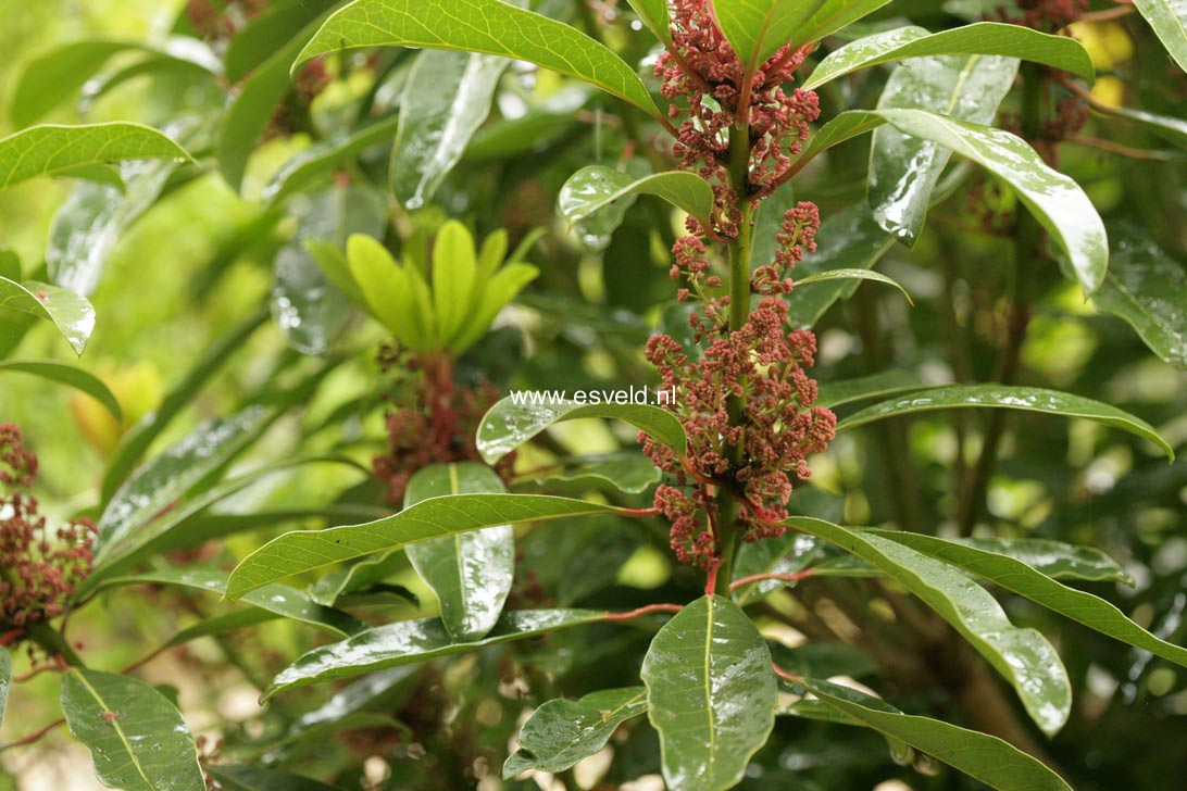 Daphniphyllum macropodum