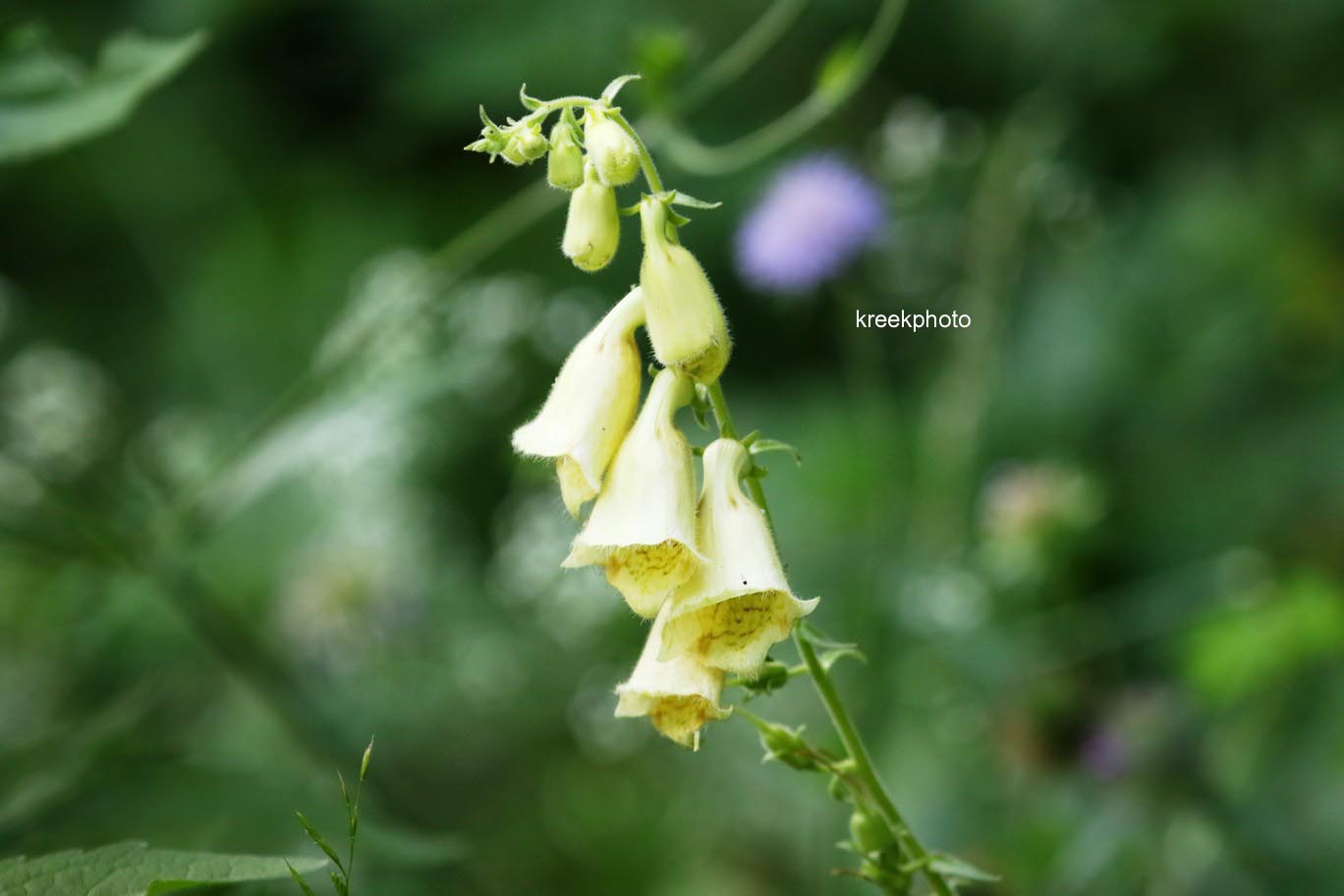 Digitalis grandiflora