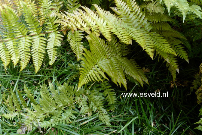 Dryopteris erythrosora